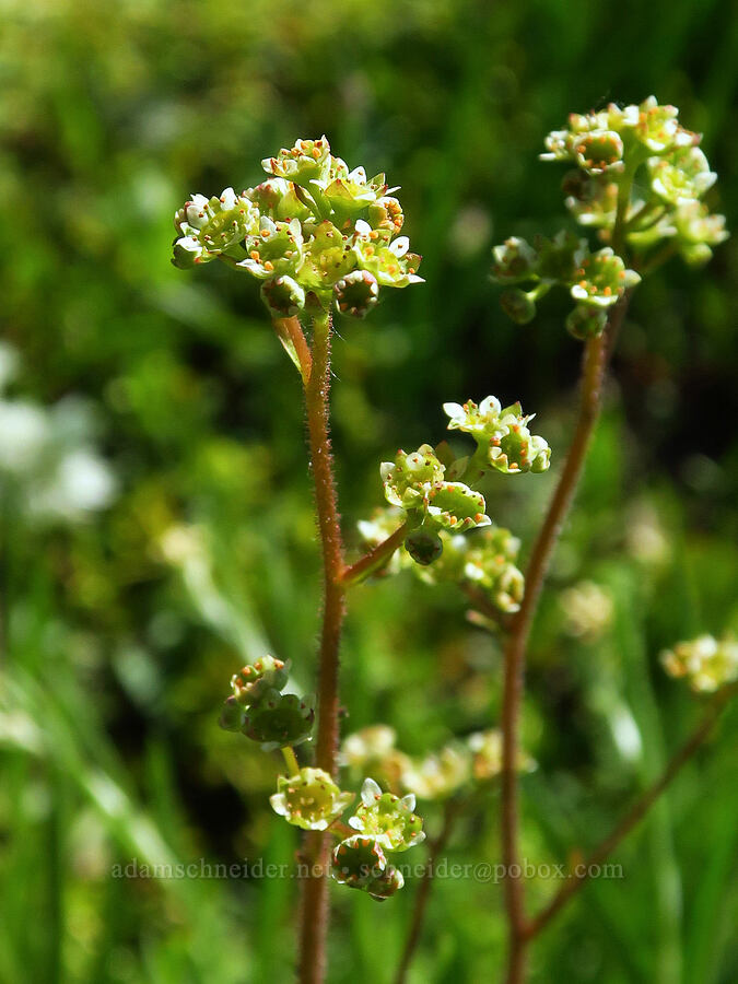 saxifrage (Micranthes sp. (Saxifraga sp.)) [Wickiup Campground, Umatilla National Forest, Garfield County, Washington]