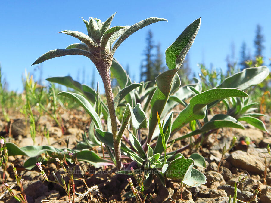 Cusick's goldenweed, budding (Pyrrocoma carthamoides var. cusickii (Haplopappus carthamoides)) [Forest Road 44, Umatilla National Forest, Garfield County, Washington]