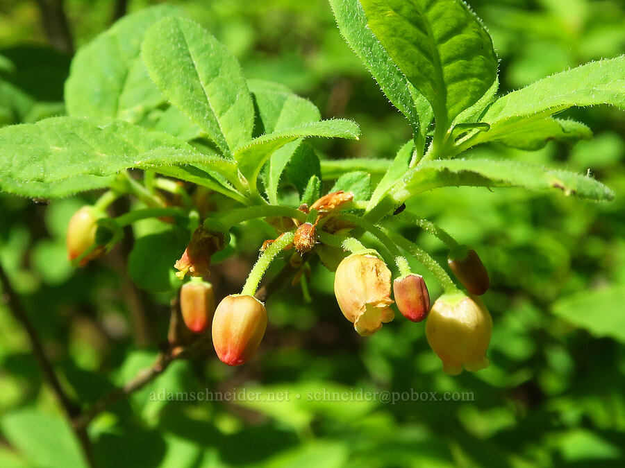 fool's huckleberry (Menziesia ferruginea (Rhododendron menziesii)) [Mount Misery Trail, Umatilla National Forest, Garfield County, Washington]