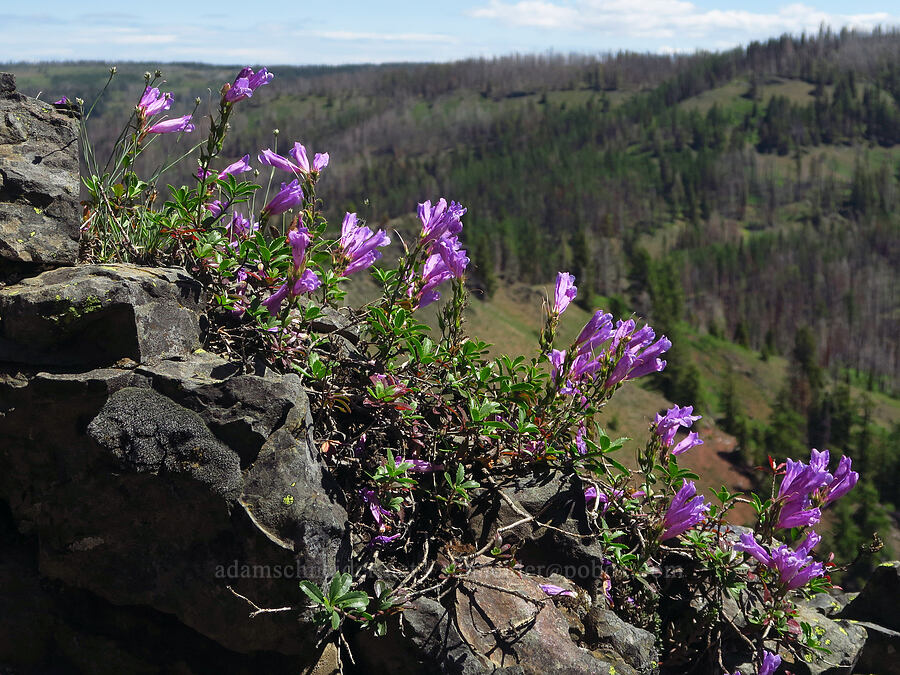 shrubby penstemon (Penstemon fruticosus) [Diamond Peak, Wenaha-Tucannon Wilderness, Garfield County, Washington]