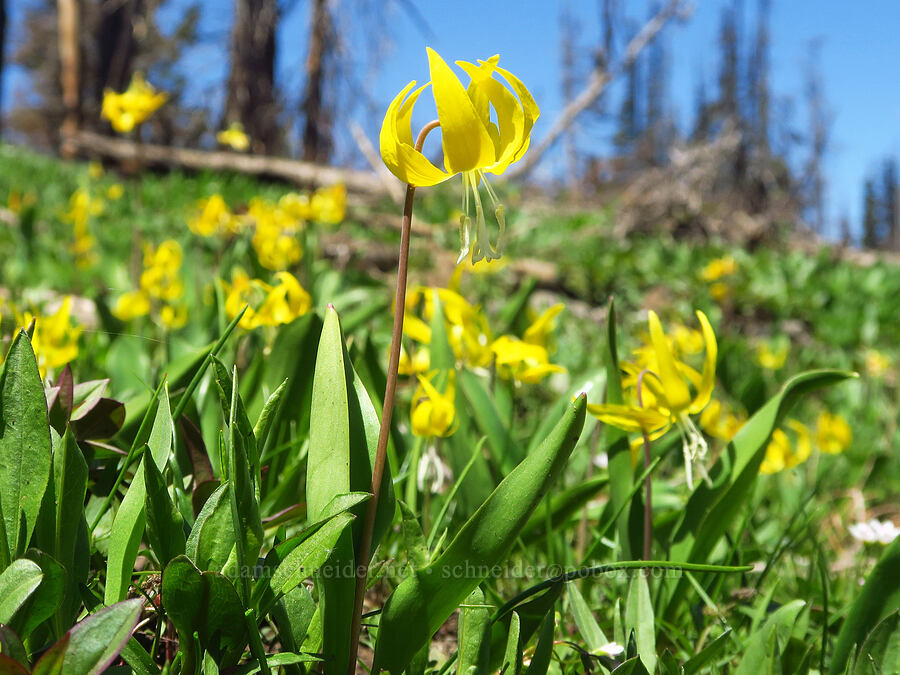 glacier lilies (Erythronium grandiflorum) [Diamond Peak, Wenaha-Tucannon Wilderness, Garfield County, Washington]