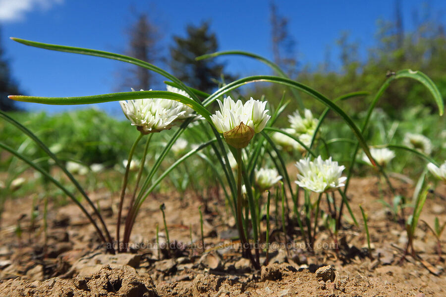 Blue Mountain onions (Allium fibrillum) [Diamond Peak, Wenaha-Tucannon Wilderness, Garfield County, Washington]