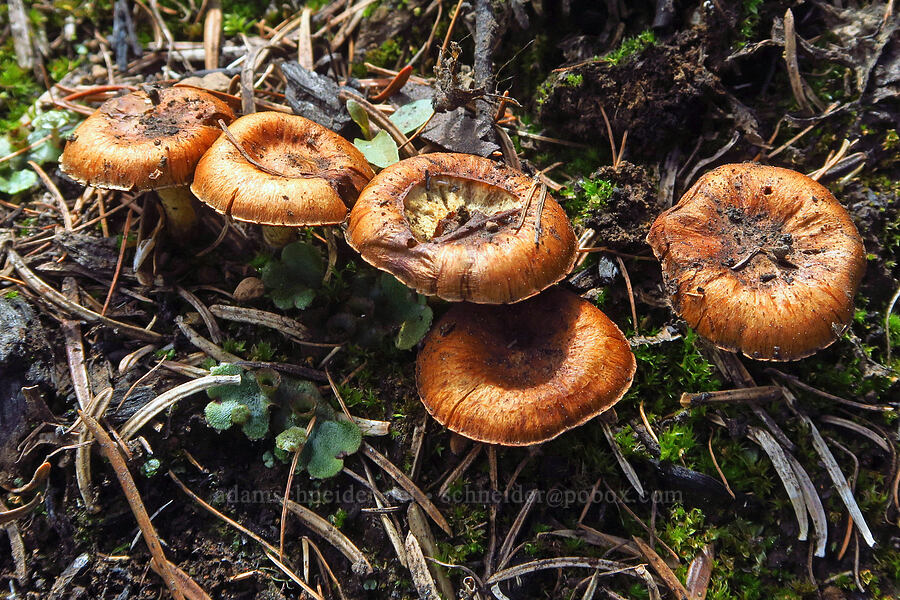 bonfire scaly-cap mushrooms (Pholiota highlandensis) [Forest Road 4030, Umatilla National Forest, Garfield County, Washington]