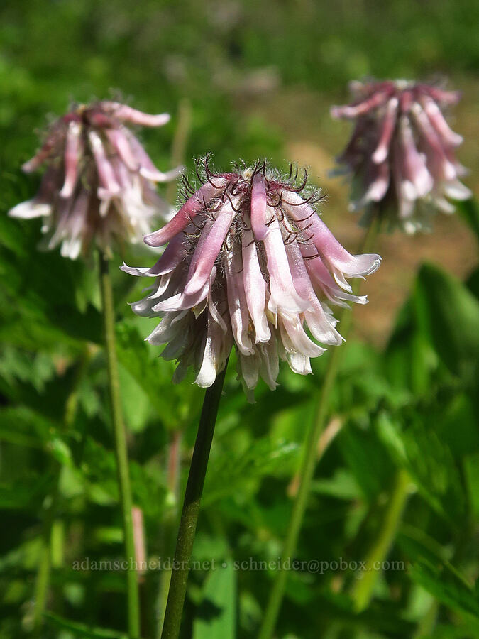 woolly-head clover (Trifolium eriocephalum ssp. arcuatum) [Hunter Spring, Umatilla National Forest, Garfield County, Washington]