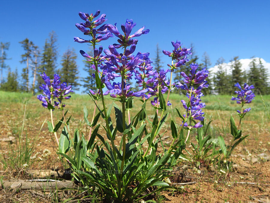 Blue Mountain penstemon (Penstemon pennellianus) [Forest Road 40, Umatilla National Forest, Garfield County, Washington]