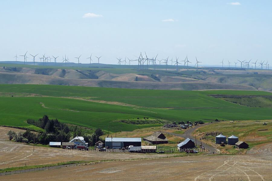 wind turbines & farm buildings [Linville Ridge Road, Garfield County, Washington]