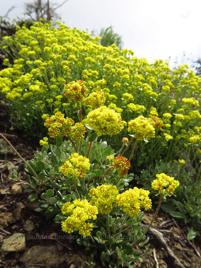 sulphur-flower buckwheat (Eriogonum umbellatum) [Gunsight-Humbug Ridge, Klamath National Forest, Siskiyou County, California]