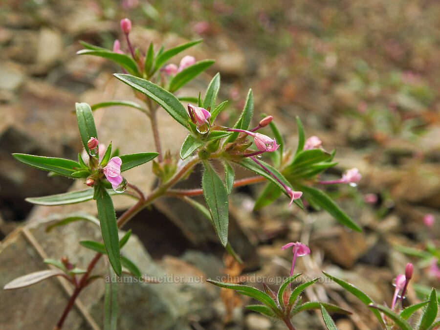 staining collomia (Collomia tinctoria) [Gunsight-Humbug Ridge, Klamath National Forest, Siskiyou County, California]