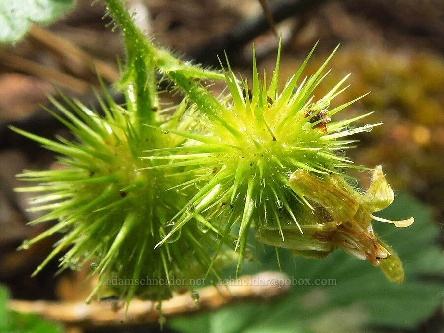 Siskiyou/trailing gooseberry (Ribes binominatum) [Gunsight-Humbug Ridge, Klamath National Forest, Siskiyou County, California]