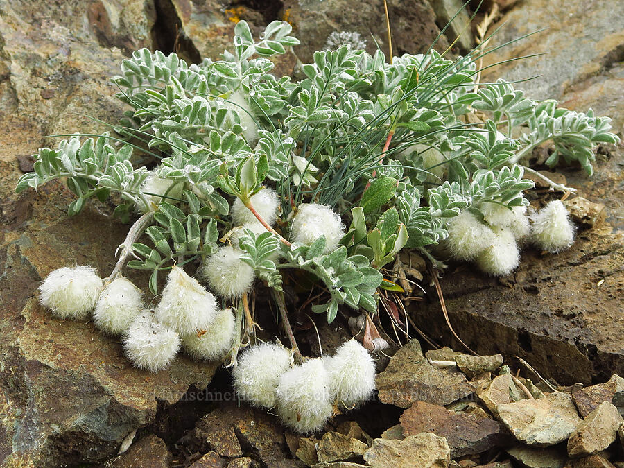 woolly-pod milk-vetch pods (Astragalus purshii) [Gunsight-Humbug Ridge, Klamath National Forest, Siskiyou County, California]