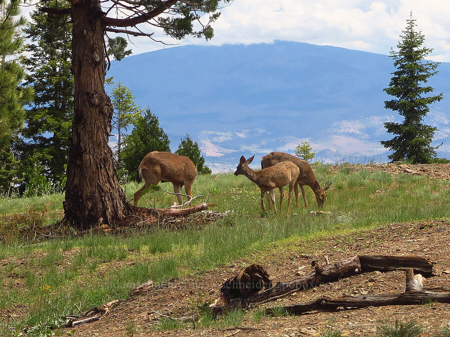 mule deer (Odocoileus hemionus columbianus) [Mahogany Point, Klamath National Forest, Siskiyou County, California]