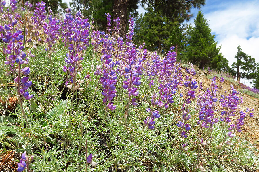 lupine (Lupinus sp.) [Mahogany Point, Klamath National Forest, Siskiyou County, California]