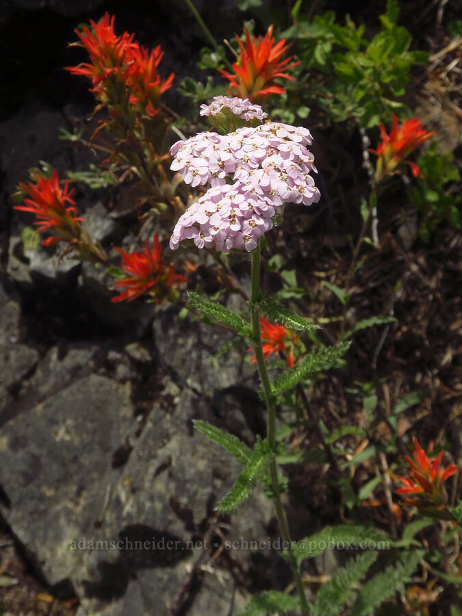 pink yarrow (Achillea millefolium) [Gunsight-Humbug Ridge, Klamath National Forest, Siskiyou County, California]