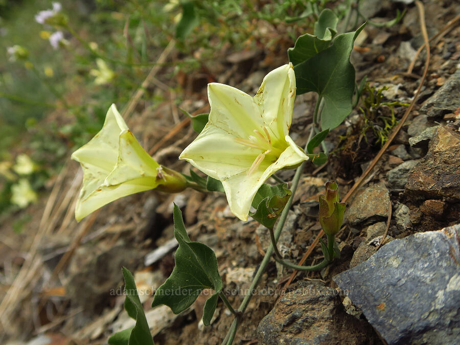 western morning-glory (Calystegia occidentalis ssp. occidentalis) [Gunsight-Humbug Ridge, Klamath National Forest, Siskiyou County, California]
