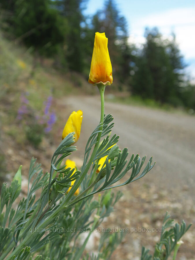 California poppies (Eschscholzia californica) [Gunsight-Humbug Ridge, Klamath National Forest, Siskiyou County, California]