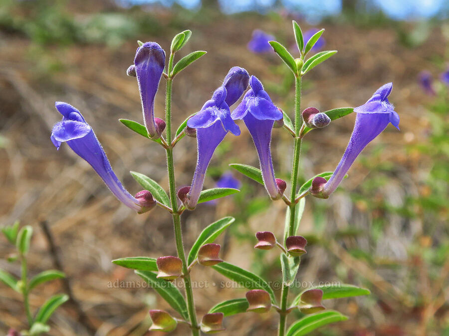 gray-leaf skullcap (Scutellaria siphocampyloides) [Gunsight-Humbug Ridge, Klamath National Forest, Siskiyou County, California]