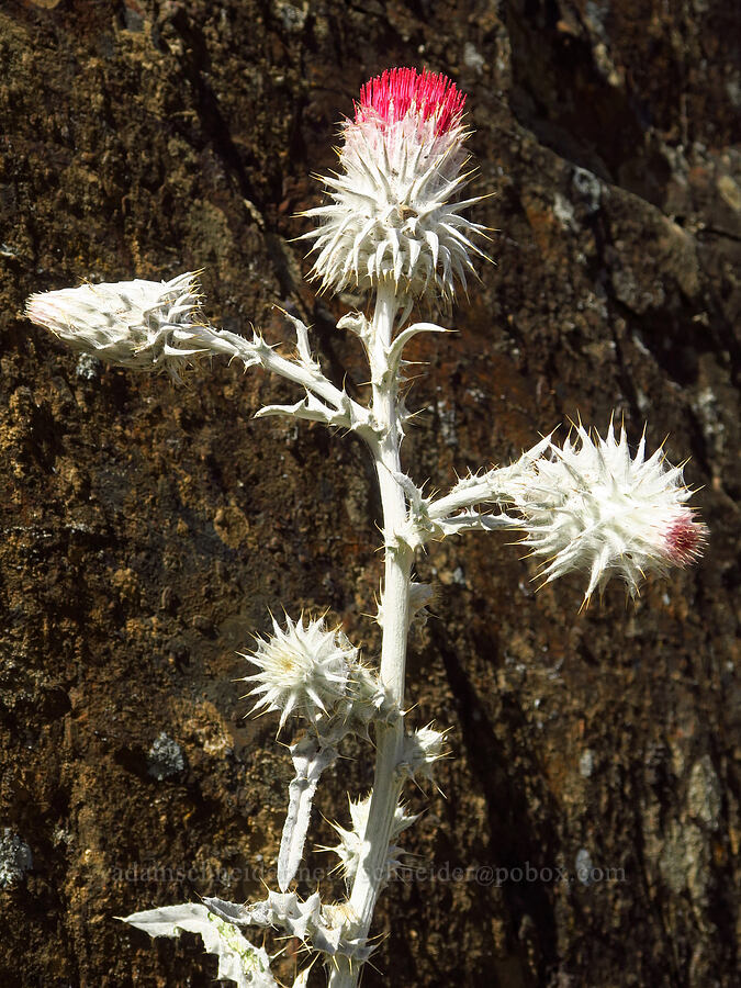 snowy thistle (Cirsium occidentale var. candidissimum) [Humbug Creek Road, Klamath National Forest, Siskiyou County, California]