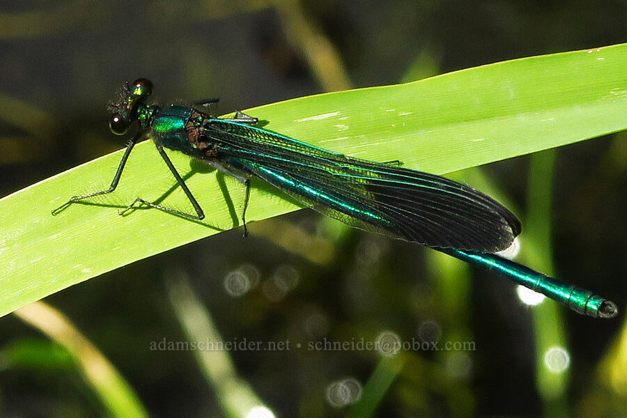 river jewel-wing damselfly (Calopteryx aequabilis) [Klamath River, Klamath National Forest, Siskiyou County, California]