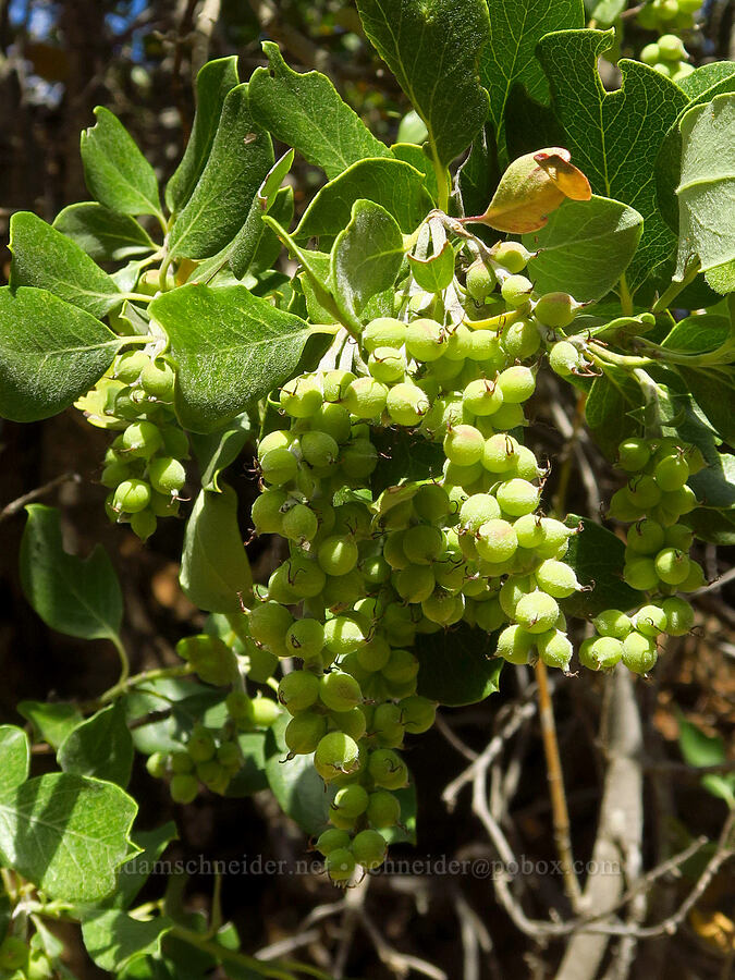 Fremont's silk-tassel (Garrya fremontii) [Ash Creek Road, Klamath National Forest, Siskiyou County, California]