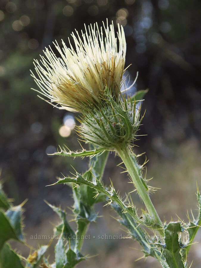 peregrine thistle (Cirsium cymosum var. cymosum) [above Ash Creek, Klamath National Forest, Siskiyou County, California]