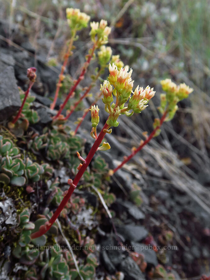 creamy stonecrop (Sedum oregonense) [above Ash Creek, Klamath National Forest, Siskiyou County, California]