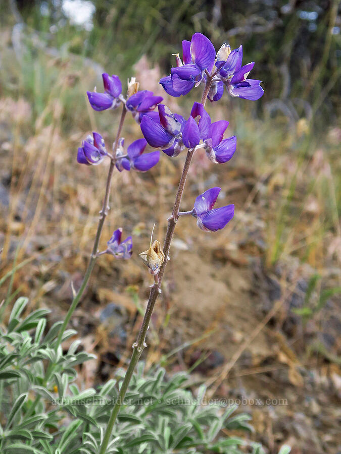 lupine (Lupinus sp.) [above Ash Creek, Klamath National Forest, Siskiyou County, California]