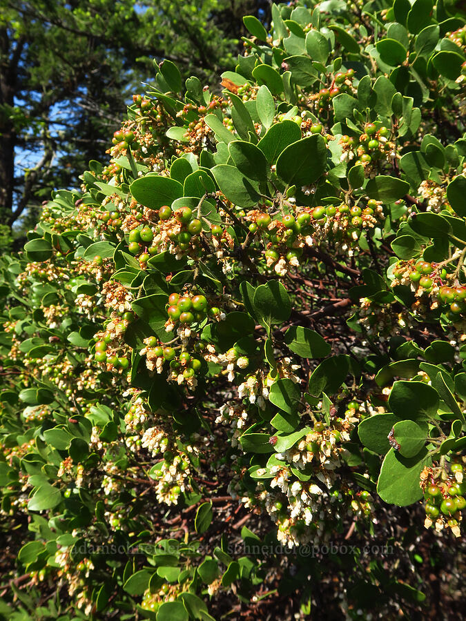 green-leaf manzanita berries (Arctostaphylos patula) [Grizzly Peak Trail, Cascade-Siskiyou National Monument, Jackson County, Oregon]