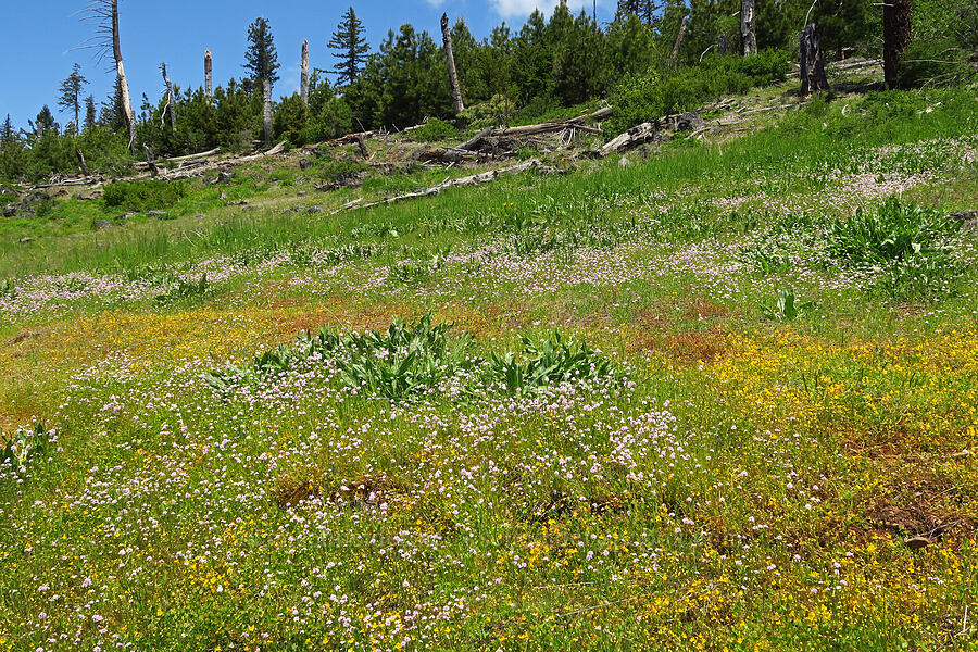 wildflowers [Grizzly Peak Trail, Cascade-Siskiyou National Monument, Jackson County, Oregon]