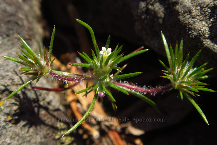 mountain navarretia (Navarretia divaricata) [Grizzly Peak Trail, Cascade-Siskiyou National Monument, Jackson County, Oregon]