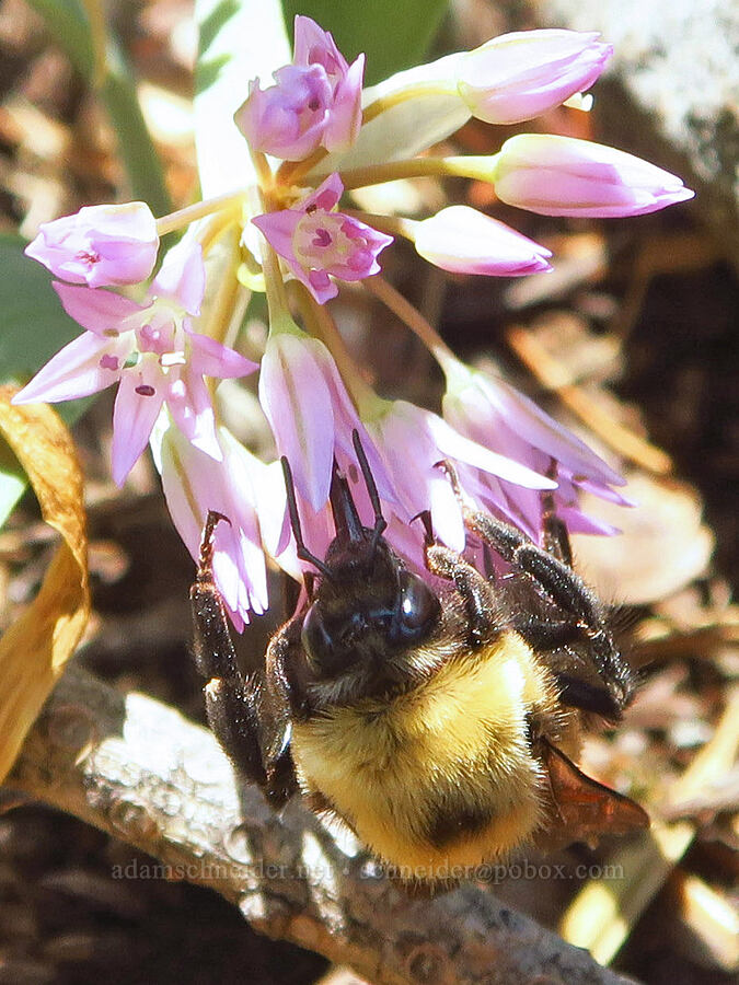 Nevada bumblebee on Siskiyou onion (Bombus nevadensis, Allium siskiyouense) [Grizzly Peak Trail, Cascade-Siskiyou National Monument, Jackson County, Oregon]