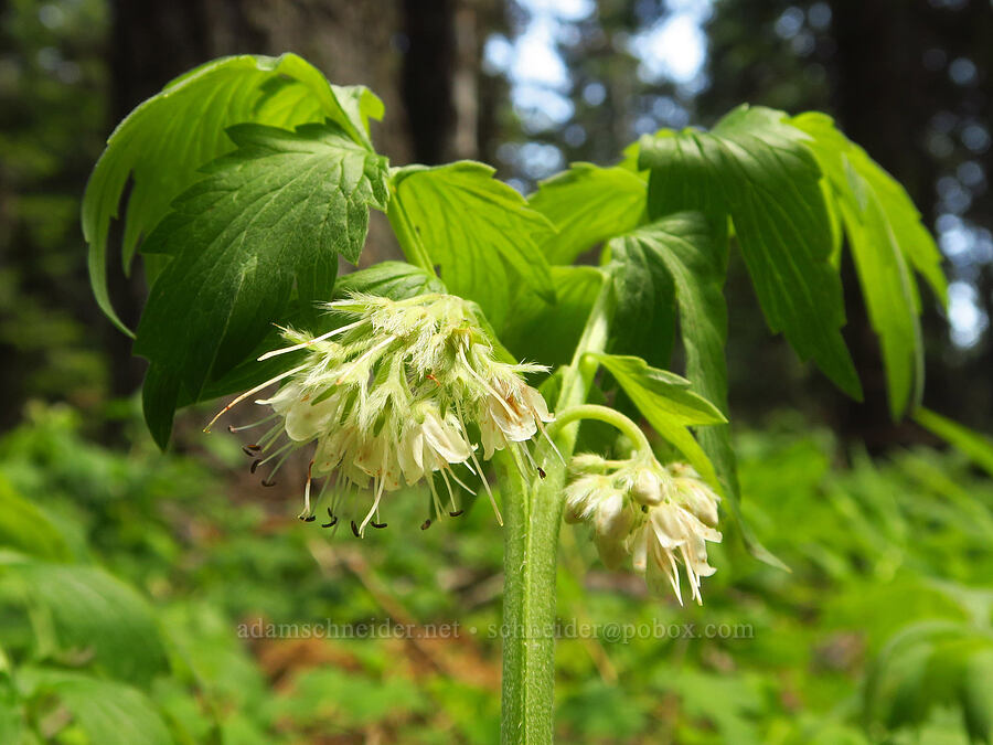 Fendler's waterleaf (Hydrophyllum fendleri var. albifrons (Hydrophyllum albifrons)) [Grizzly Peak Trail, Cascade-Siskiyou National Monument, Jackson County, Oregon]