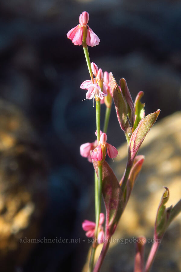 broom buckwheat (Eriogonum vimineum) [Rough and Ready ACEC, Josephine County, Oregon]