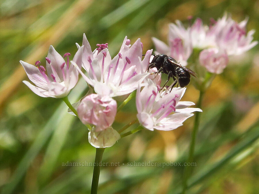 bee on narrow-leaf onion (Allium amplectens) [Eight Dollar Mountain Botanical Wayside, Rogue River-Siskiyou National Forest, Josephine County, Oregon]