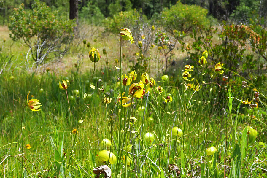 California pitcher plant flowers (Darlingtonia californica) [Days Gulch Botanical Area, Rogue River-Siskiyou National Forest, Josephine County, Oregon]
