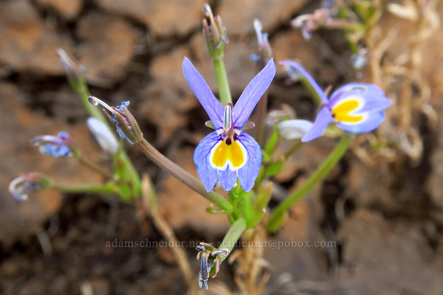 Bach's calico-flower (Downingia bacigalupii) [Days Gulch Botanical Area, Rogue River-Siskiyou National Forest, Josephine County, Oregon]