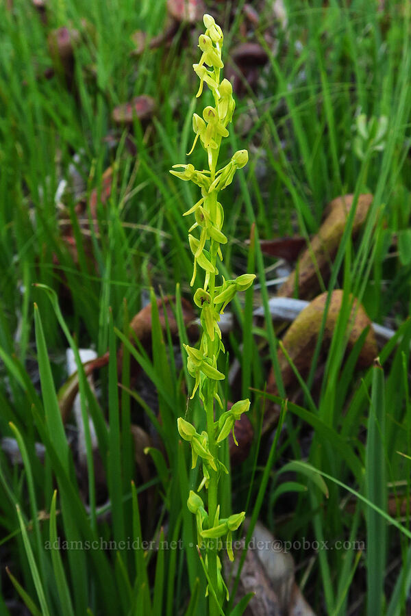 few-flowered bog orchid (Platanthera sparsiflora (Habenaria sparsiflora)) [Days Gulch Botanical Area, Rogue River-Siskiyou National Forest, Josephine County, Oregon]