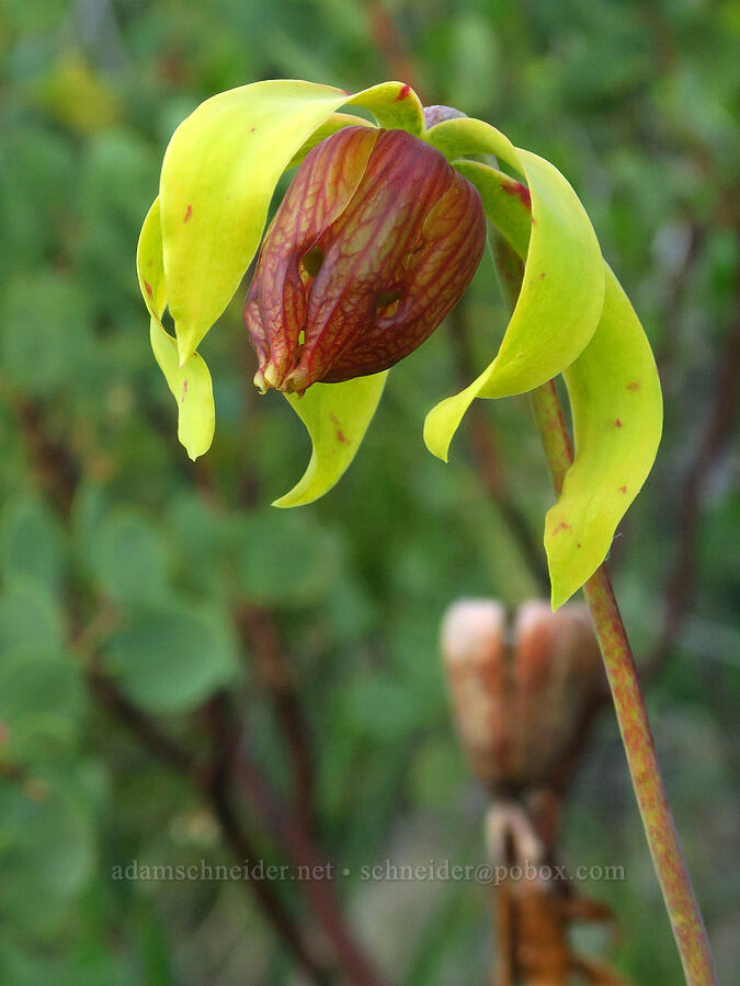 California pitcher plant flower (Darlingtonia californica) [Days Gulch Botanical Area, Rogue River-Siskiyou National Forest, Josephine County, Oregon]