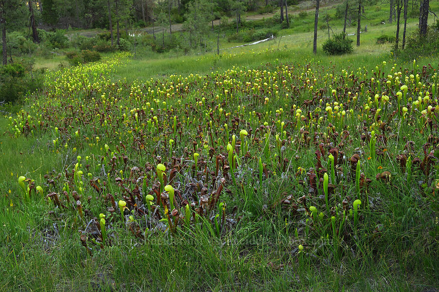 pitcher plant fen (Darlingtonia californica) [Days Gulch Botanical Area, Rogue River-Siskiyou National Forest, Josephine County, Oregon]