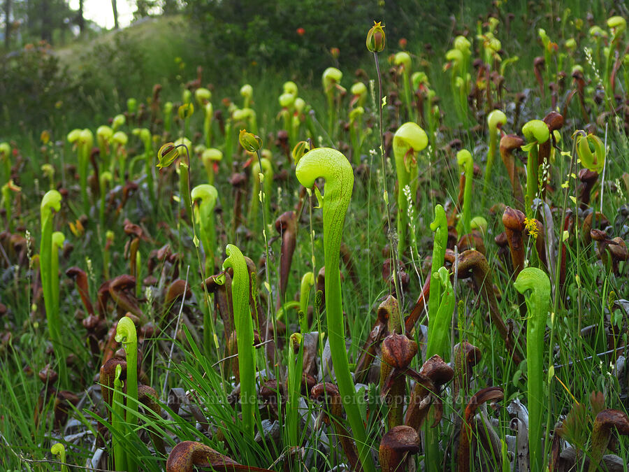 California pitcher plants (Darlingtonia californica) [Days Gulch Botanical Area, Rogue River-Siskiyou National Forest, Josephine County, Oregon]