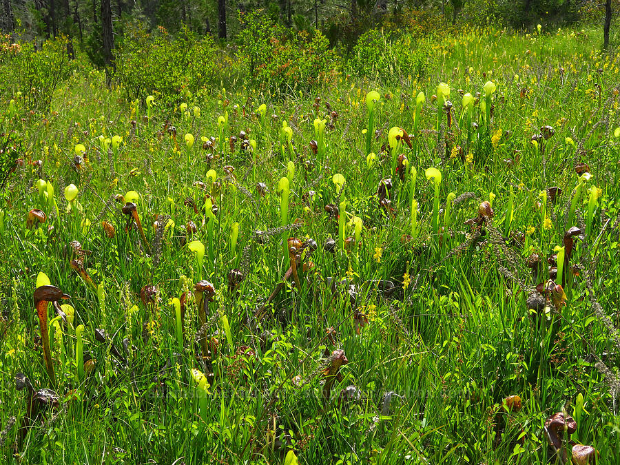 pitcher plant fen (Darlingtonia californica) [Eight Dollar Mountain ACEC, Rogue River-Siskiyou National Forest, Josephine County, Oregon]