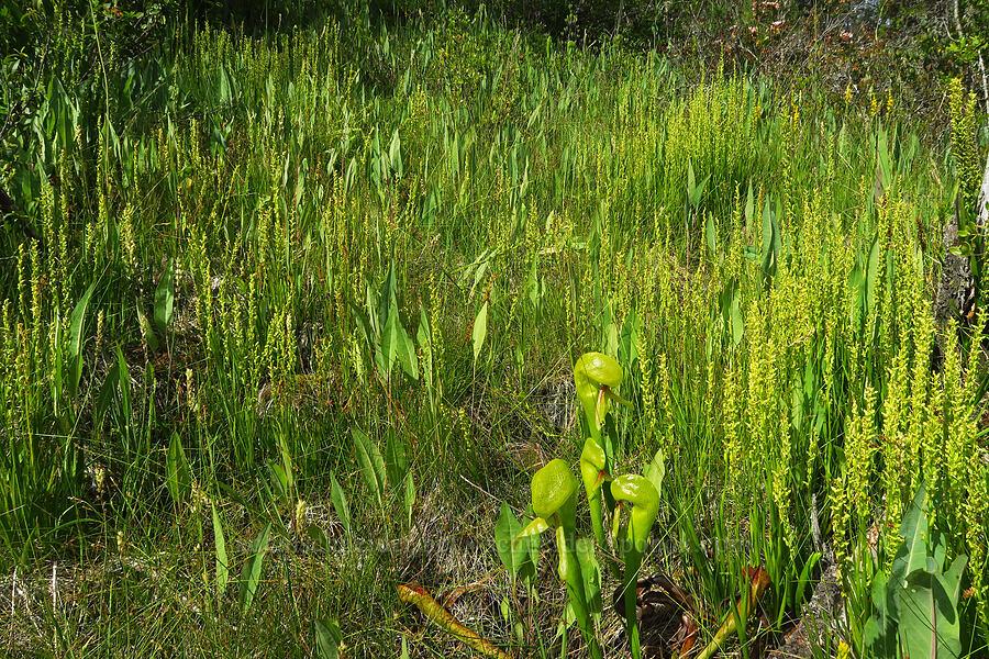 bog orchids, pitcher plants, & coneflower leaves (Platanthera sparsiflora (Habenaria sparsiflora), Darlingtonia californica, Rudbeckia glaucescens (Rudbeckia californica var. glauca)) [Eight Dollar Mountain ACEC, Rogue River-Siskiyou National Forest, Josephine County, Oregon]