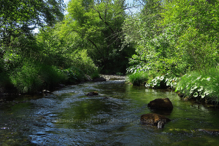 Deer Creek [Eight Dollar Mountain ACEC, Rogue River-Siskiyou National Forest, Josephine County, Oregon]