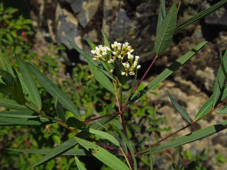 hemp dogbane (Apocynum cannabinum) [Little Falls Loop Trail, Rogue River-Siskiyou National Forest, Josephine County, Oregon]