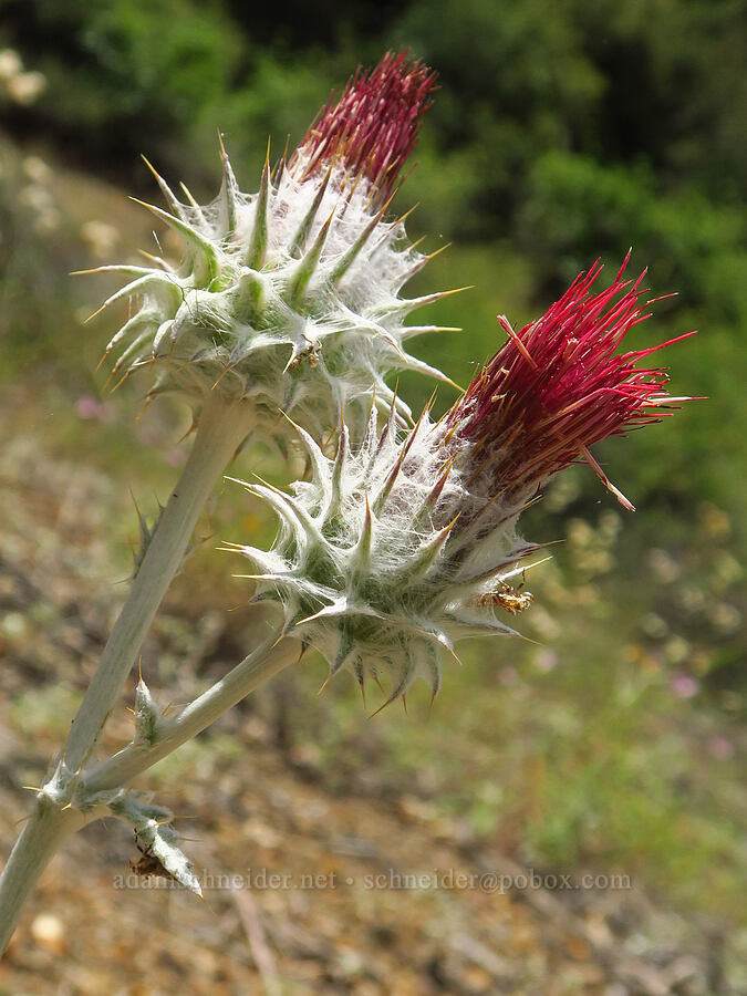 snowy thistle (Cirsium occidentale var. candidissimum) [Forest Road 25, Rogue River-Siskiyou National Forest, Josephine County, Oregon]
