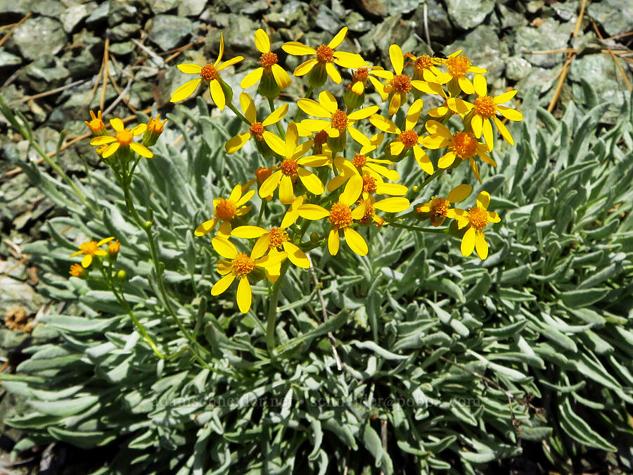 Siskiyou ragwort (Packera macounii (Senecio fastigatus)) [Forest Road 25, Rogue River-Siskiyou National Forest, Josephine County, Oregon]