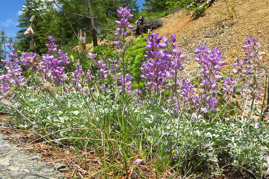 sprawling lupine (Lupinus sp.) [Forest Road 25, Rogue River-Siskiyou National Forest, Josephine County, Oregon]