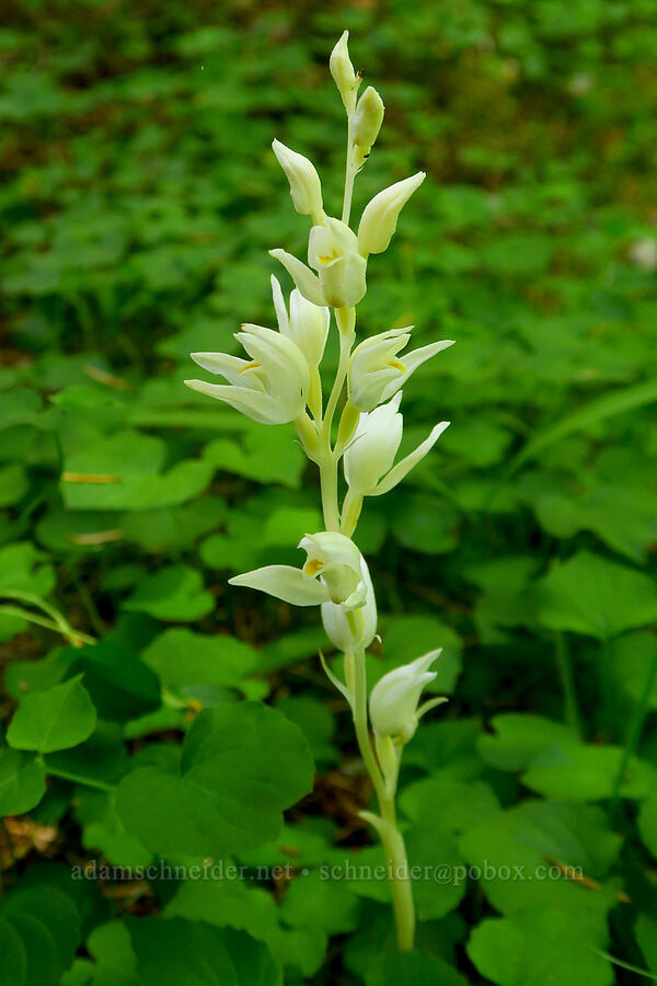 phantom orchid (Cephalanthera austiniae (Eburophyton austiniae)) [Rattlesnake Spring, Rogue River-Siskiyou National Forest, Josephine County, Oregon]