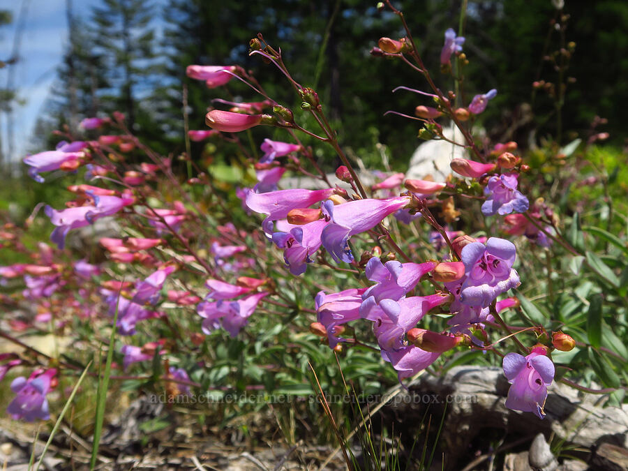 pink azure penstemon (Penstemon azureus var. azureus) [Forest Road 2509, Rogue River-Siskiyou National Forest, Josephine County, Oregon]