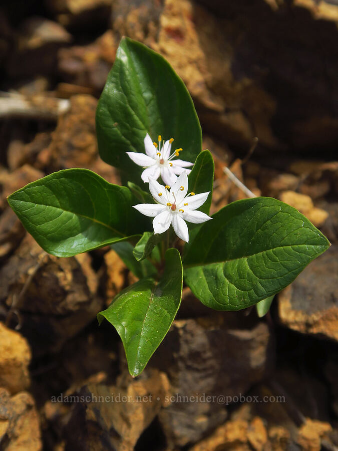 starflower (Lysimachia sp. (Trientalis sp.)) [Forest Road 25, Rogue River-Siskiyou National Forest, Josephine County, Oregon]