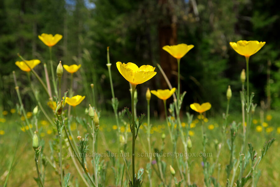 California poppies (Eschscholzia californica) [Forest Road 25, Rogue River-Siskiyou National Forest, Josephine County, Oregon]
